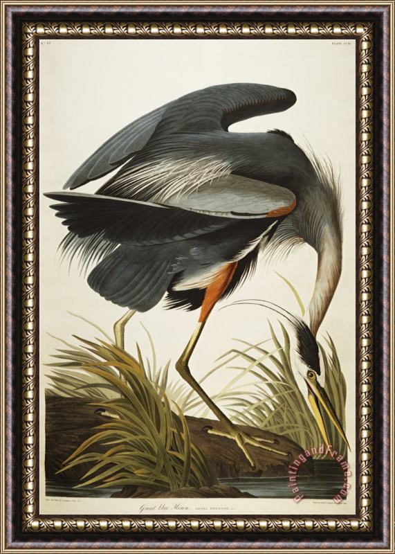 John James Audubon Audubon Great Blue Heron Framed Painting