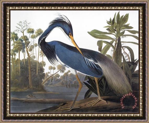 John James Audubon Audubon Heron 1827 Framed Print