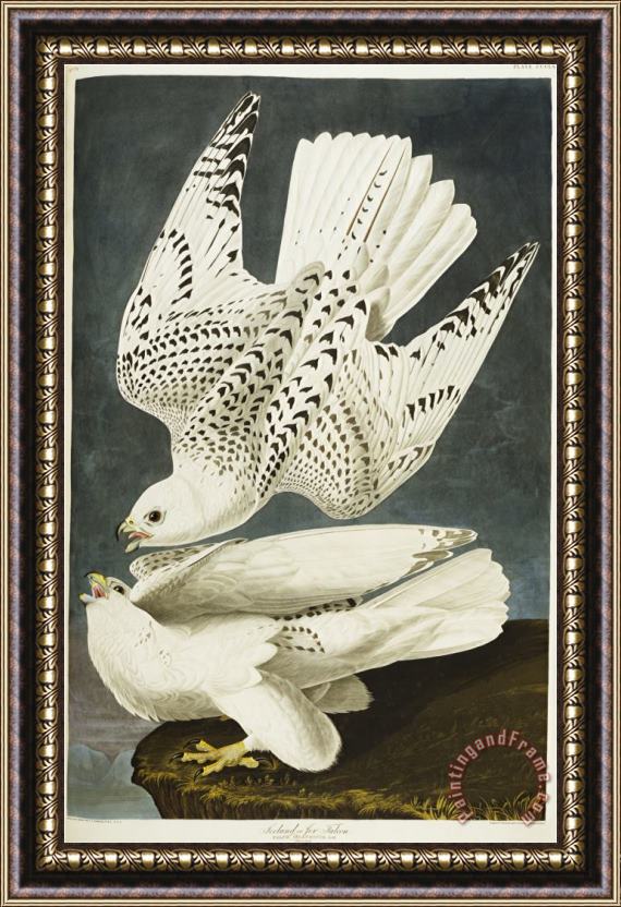 John James Audubon Audubon Iceland Or Jer Falcon Gyrfalcon Framed Painting