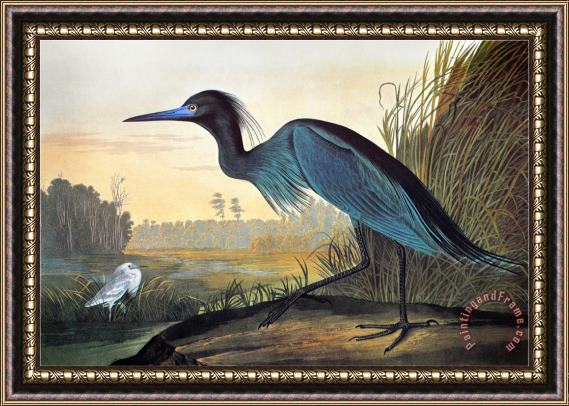 John James Audubon Audubon Little Blue Heron Framed Print