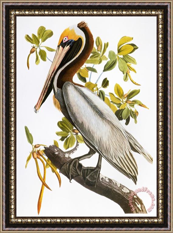 John James Audubon Audubon Pelican Framed Print