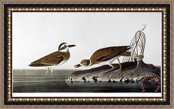 John James Audubon Audubon Plover 1827 38 Framed Painting