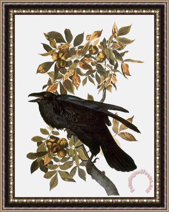 John James Audubon Audubon Raven Framed Painting