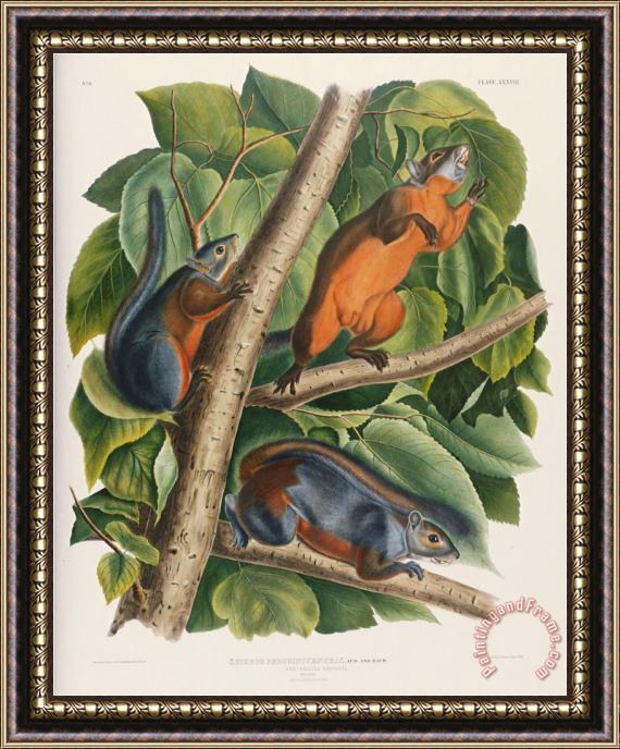 John James Audubon Audubon Red Bellied Squirrel Framed Painting