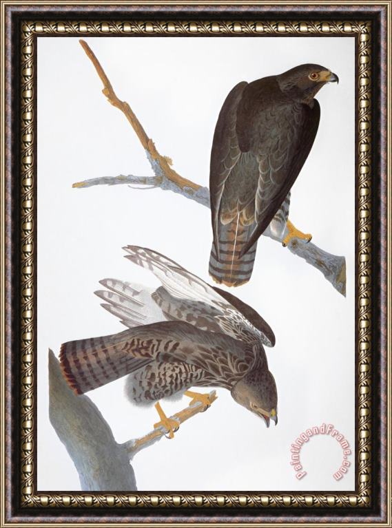 John James Audubon Audubon Red Tailed Hawk Framed Painting