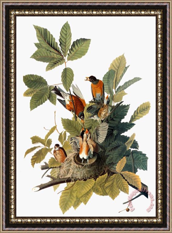 John James Audubon Audubon Robin Framed Print