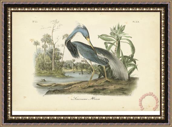 John James Audubon Audubon S Louisiana Heron Framed Painting