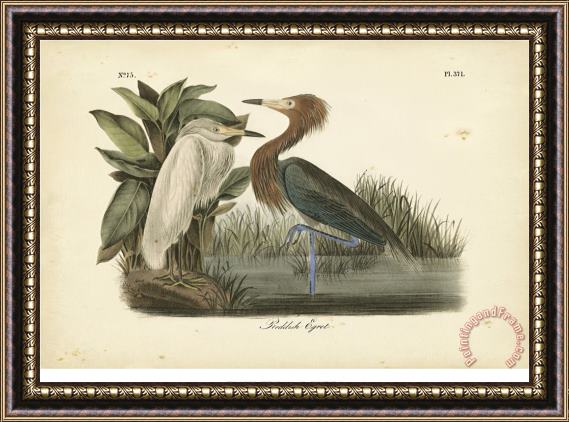 John James Audubon Audubon S Reddish Egret Framed Painting