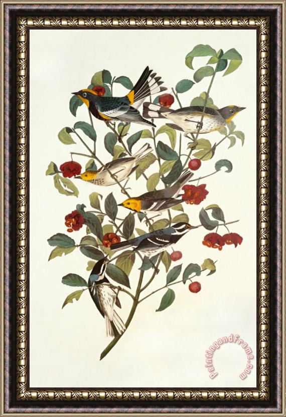 John James Audubon Audubon S Warbler Framed Print