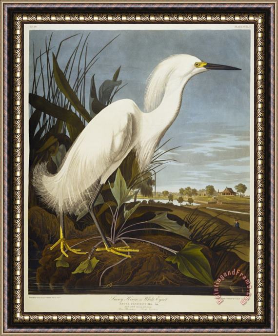 John James Audubon Audubon Snowy Heron Or White Egret Snowy Egret Framed Painting
