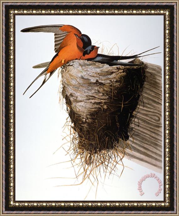 John James Audubon Audubon Swallow Framed Print