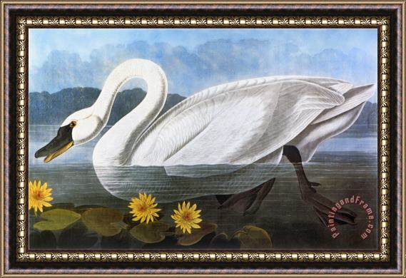 John James Audubon Audubon Swan 1827 Framed Painting