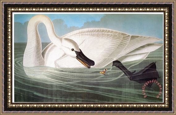 John James Audubon Audubon Trumpeter Swan Framed Print