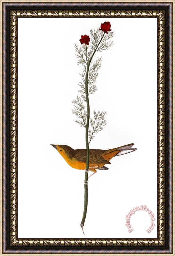 John James Audubon Audubon Warbler 1827 Framed Print
