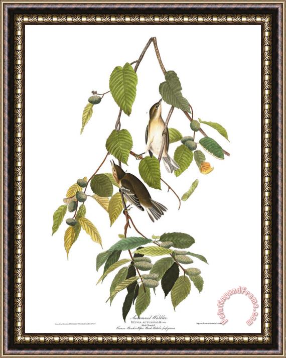 John James Audubon Autumnal Warbler Framed Painting