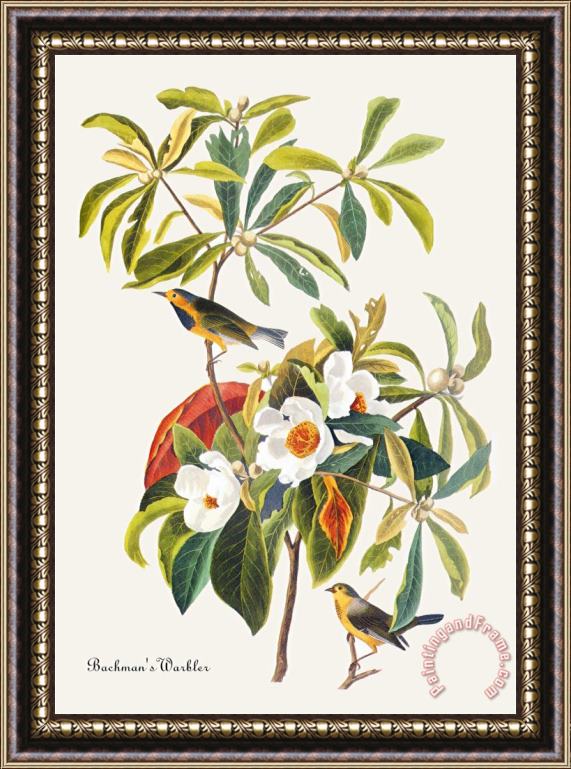 John James Audubon Bachman S Warbler Framed Print