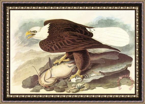 John James Audubon Bald Eagle 2 Framed Print