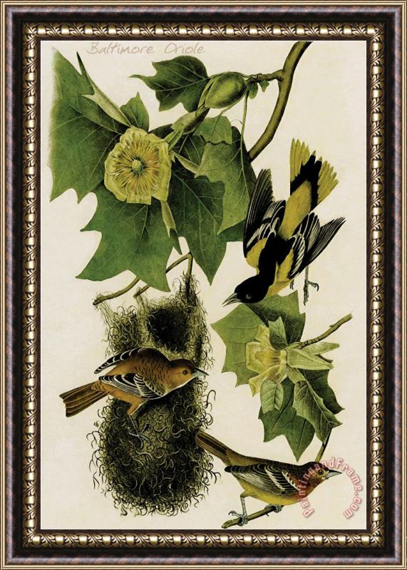 John James Audubon Baltimore Oriole Framed Painting