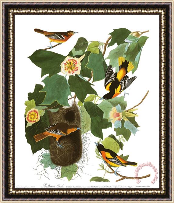 John James Audubon Baltimore Oriole Framed Print