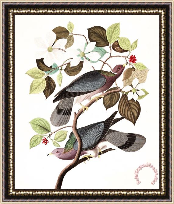 John James Audubon Band Tailed Pigeon Framed Painting