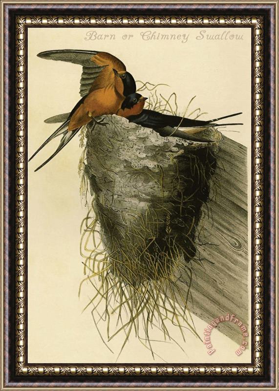 John James Audubon Barn Or Chimney Swallow Framed Painting