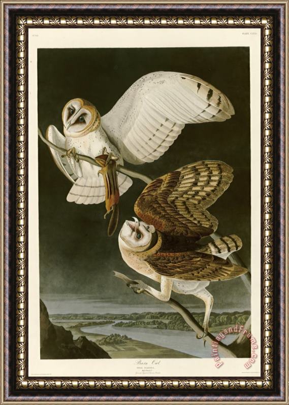 John James Audubon Barn Owl Framed Painting