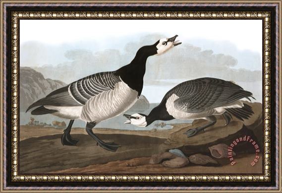 John James Audubon Barnacle Goose Framed Print