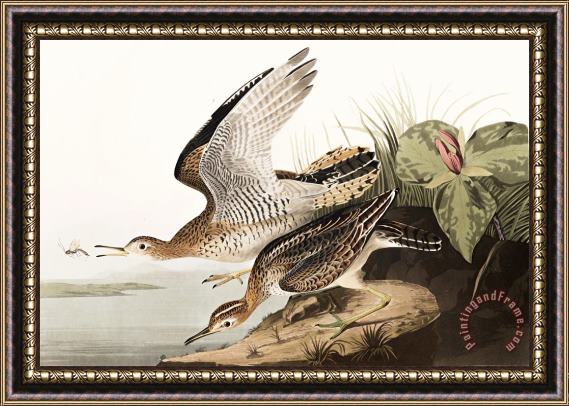 John James Audubon Bartram Sandpiper Framed Print