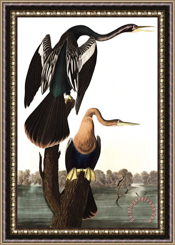 John James Audubon Black Bellied Darter Framed Painting