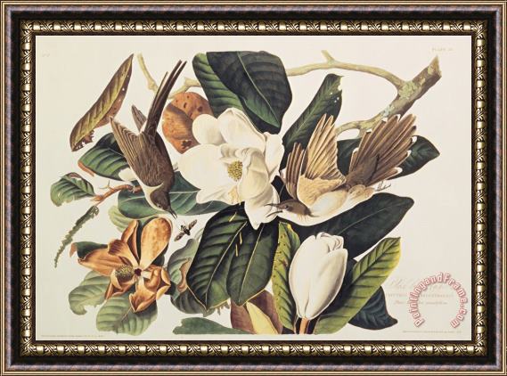 John James Audubon Black Billed Cuckoo on Magnolia Grandiflora 1828 Framed Painting