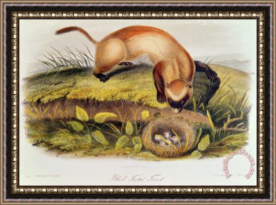 John James Audubon Black Footed Ferret From Quadrupeds of North America Framed Print