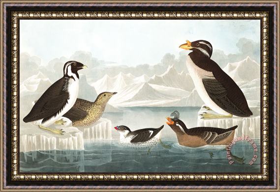 John James Audubon Black Throated Guillemot, Nobbed Billed Auk, Curled Crested Auk, Horned Billed Guillemot Framed Painting