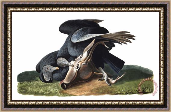 John James Audubon Black Vulture, Or Carrion Crow Framed Print