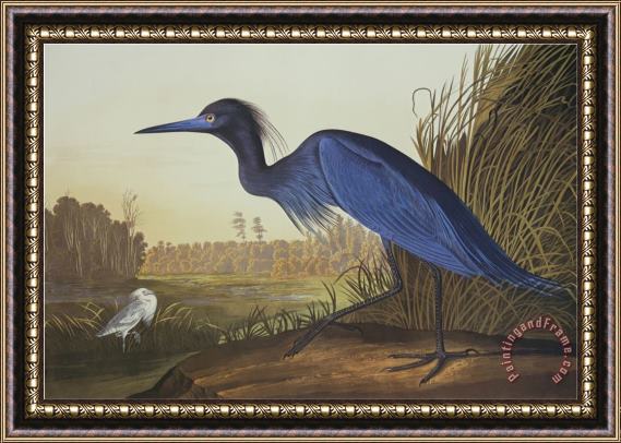 John James Audubon Blue Crane Or Heron Framed Painting