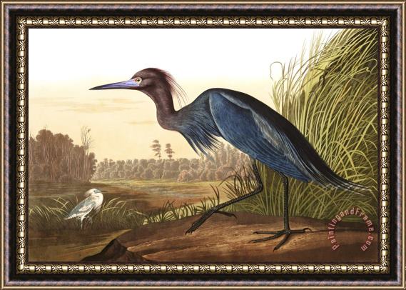 John James Audubon Blue Crane, Or Heron Framed Print