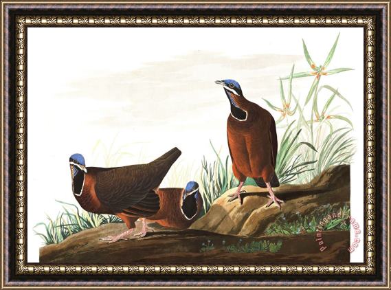 John James Audubon Blue Headed Pigeon Framed Print