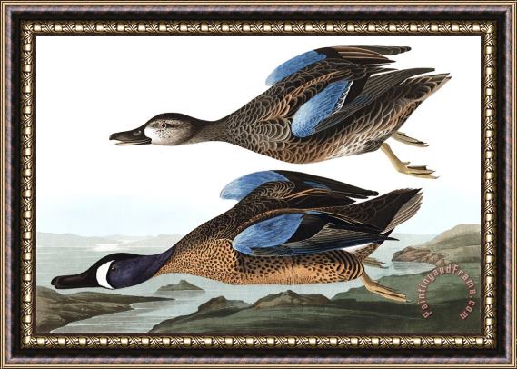 John James Audubon Blue Winged Teal Framed Painting