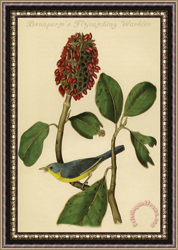 John James Audubon Bonaparte S Flycatching Warbler Framed Painting