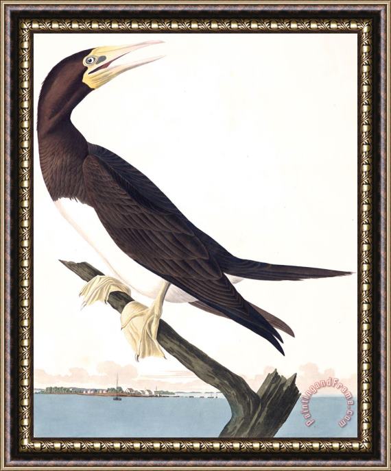 John James Audubon Booby Gannet Framed Print