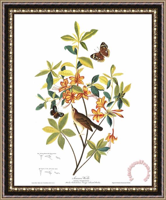 John James Audubon Brown Headed Worm Eating Warbler Framed Painting
