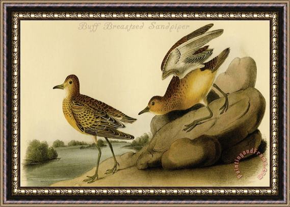 John James Audubon Buff Breastsed Sandpiper Framed Print