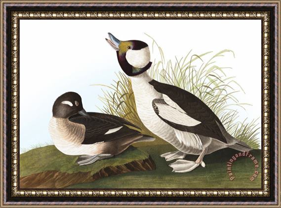 John James Audubon Buffel Headed Duck Framed Print