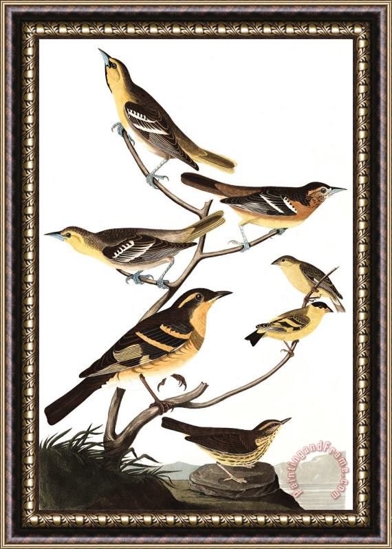John James Audubon Bullock's Oriole, Baltimore Oriole, Mexican Goldfinch, Varied Thrush, Common Water Thrush Framed Painting