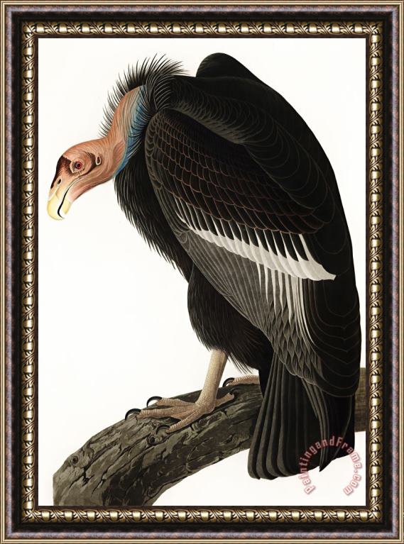 John James Audubon Californian Vulture Framed Print