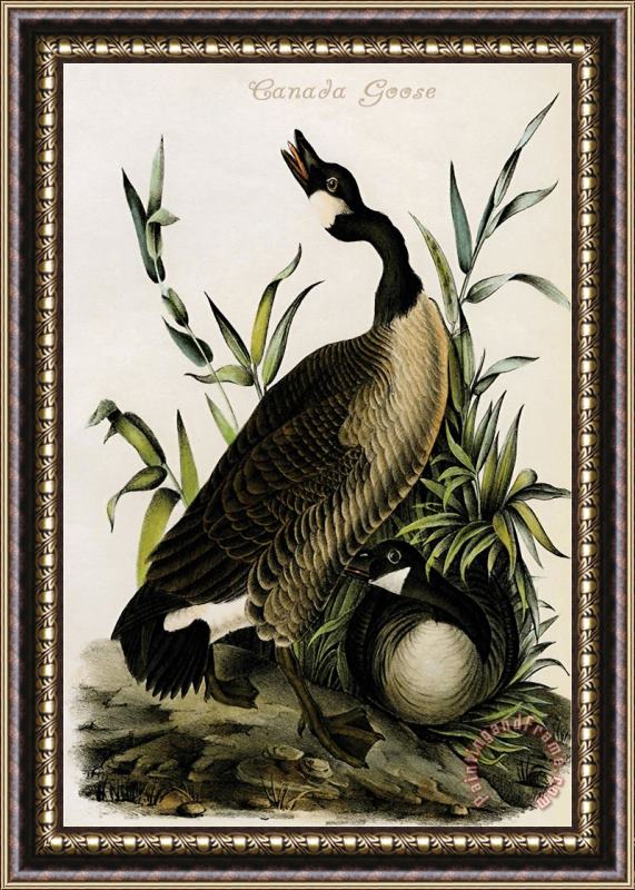 John James Audubon Canada Goose Framed Print