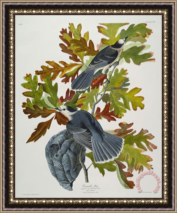 John James Audubon Canada Jay Corvus Canadensis Plate Cvii From The Birds of America Framed Painting