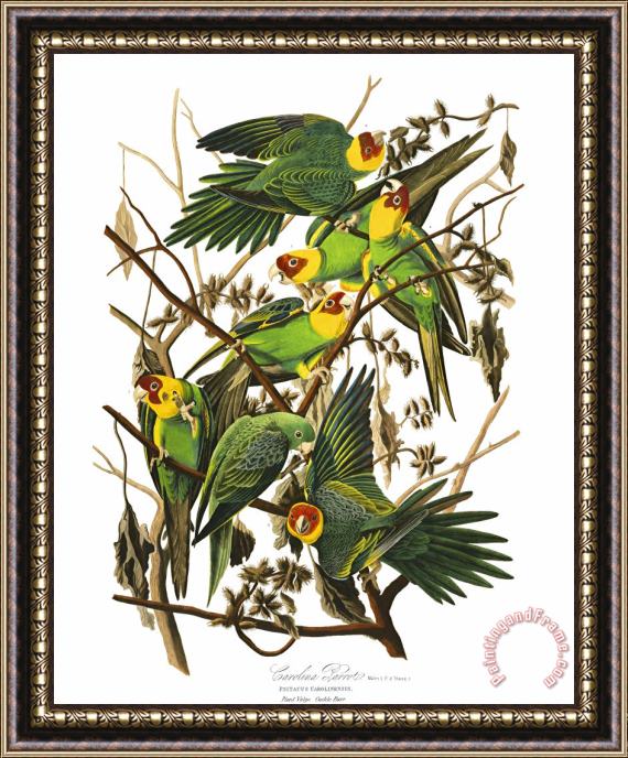 John James Audubon Carolina Parrot Framed Print