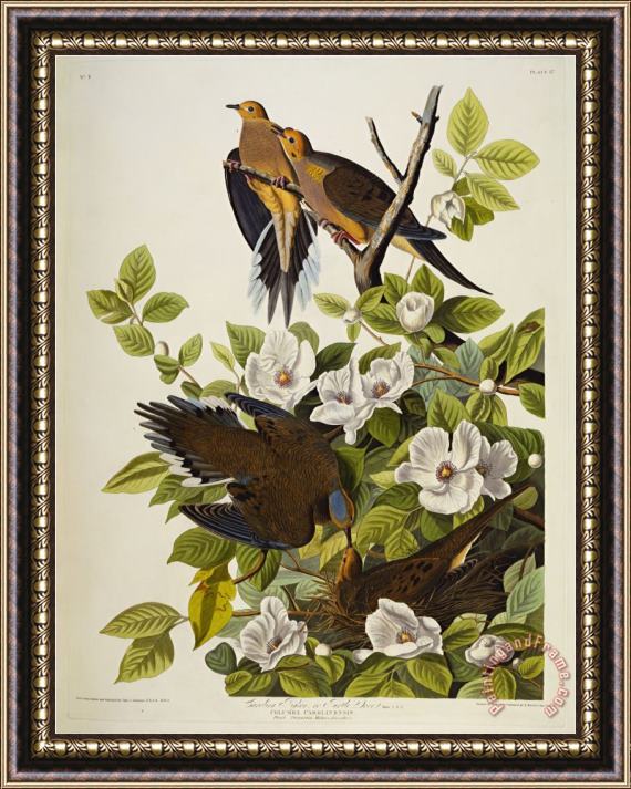 John James Audubon Carolina Turtledove Mourning Dove Zenaida Macroura Plate Xvii From The Birds of America Framed Painting