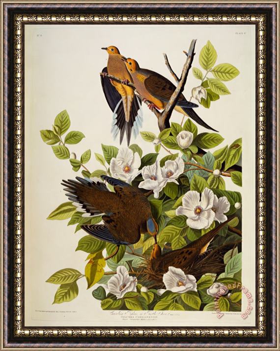 John James Audubon Carolina Turtledove Framed Painting