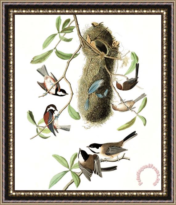 John James Audubon Chesnut Backed Titmouse, Black Capt Titmouse, Chesnut Crowned Titmouse Framed Painting